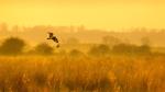 thumbnails/thumbnail_20220128-WinteringFowl_EN-US1541559315_UHD