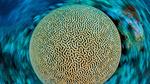 thumbnails/thumbnail_20220129-BrainCoral_EN-US1756508308_UHD