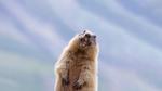 thumbnails/thumbnail_20220202-GHDMarmot_EN-US2087184765_UHD