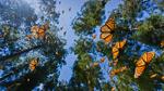 thumbnails/thumbnail_20220205-MexicoMonarchs_EN-US2528130763_UHD