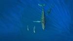 thumbnails/thumbnail_20220220-WhalesDolphins_EN-US8179813228_UHD