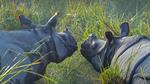 thumbnails/thumbnail_20220303-RhinocerosUnicornis_EN-US6415146430_UHD