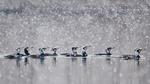 thumbnails/thumbnail_20220306-GreatCormorants_EN-US6757700805_UHD