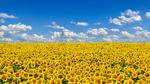 thumbnails/thumbnail_20220311-UkraineSolidarity_EN-US5145726986_UHD