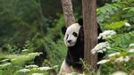 thumbnails/thumbnail_20220316-PandaDay_EN-US8900387316_UHD