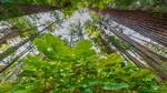 thumbnails/thumbnail_20220317-Shamrocks_EN-US9111259398_UHD