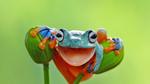 thumbnails/thumbnail_20220320-WorldFrogDay_EN-US9497103821_UHD