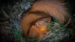 thumbnails/thumbnail_20220324-SquirrelNesting_EN-US9878096346_UHD