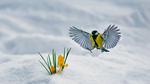 thumbnails/thumbnail_20220326-YellowCrocuses_EN-US9416168776_UHD