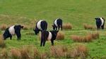 thumbnails/thumbnail_20220330-BeltedGalloway_EN-US0423647307_UHD