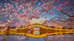 thumbnails/thumbnail_20220403-TaihuCherry_EN-US0871129862_UHD
