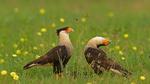 thumbnails/thumbnail_20220406-NorthernCaracara_EN-US1355888776_UHD