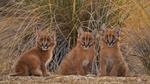 thumbnails/thumbnail_20220410-Caracal_EN-US4384489380_UHD