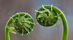 thumbnails/thumbnail_20220411-FernFronds_EN-US4495822186_UHD