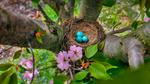 thumbnails/thumbnail_20220417-RobinsEgg_EN-US5615411748_UHD