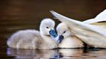 thumbnails/thumbnail_20220420-MuteSwan_EN-US6400507861_UHD