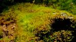 thumbnails/thumbnail_20220429-RedwoodSprout_EN-US2459675162_UHD
