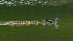 thumbnails/thumbnail_20220503-DuckHen_EN-US2672519159_UHD