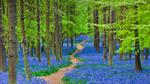 thumbnails/thumbnail_20220506-HertfordshireBluebells_EN-US4578338154_UHD