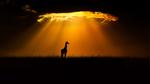 thumbnails/thumbnail_20220513-MaasaiGiraffe_EN-US4914727610_UHD