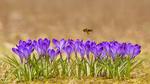 thumbnails/thumbnail_20220520-ApisMellifera_EN-US1549924485_UHD