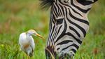 thumbnails/thumbnail_20220522-ZebraEgret_EN-US9268536963_UHD