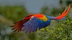 thumbnails/thumbnail_20220531-ParrotDay_EN-US9824481217_UHD