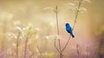 thumbnails/thumbnail_20220606-IndigoBunting_EN-US6919965546_UHD