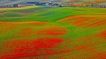 thumbnails/thumbnail_20220610-CRPoppies_EN-US7563691816_UHD
