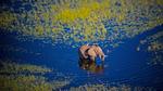 thumbnails/thumbnail_20220613-OkavangoElephant_EN-US7949357706_UHD
