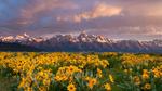 thumbnails/thumbnail_20220617-Balsamroot_EN-US8641268598_UHD