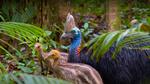 thumbnails/thumbnail_20220619-Cassowary_EN-US8797645265_UHD