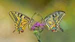 thumbnails/thumbnail_20220620-SwallowtailFlower_EN-US6952825144_UHD