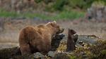 thumbnails/thumbnail_20220625-BBMomCub_EN-US7553314922_UHD