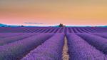 thumbnails/thumbnail_20220627-ValensoleLavender_EN-US7717234716_UHD