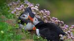thumbnails/thumbnail_20220706-KissingPuffins_EN-US7469101764_UHD