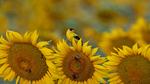 thumbnails/thumbnail_20220716-AmericanGoldfinch_EN-US2664017758_UHD