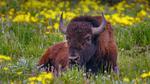 thumbnails/thumbnail_20220719-YellowstoneBison_EN-US2891320959_UHD