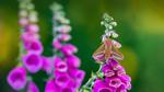thumbnails/thumbnail_20220723-FoxgloveHawkmoth_EN-US4340017481_UHD