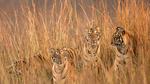 thumbnails/thumbnail_20220729-FourTigresses_EN-US0466229333_UHD