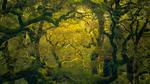 thumbnails/thumbnail_20220730-FiordlandRainforest_EN-US0539876428_UHD