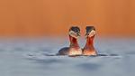 thumbnails/thumbnail_20220803-RedneckedGrebe_EN-US1190259802_UHD