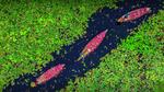 thumbnails/thumbnail_20220804-BangladeshWaterLilies_EN-US1994505786_UHD