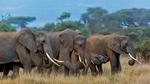 thumbnails/thumbnail_20220812-AmboseliElephants_EN-US1510486473_UHD