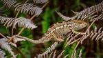 thumbnails/thumbnail_20220814-PantherChameleon_EN-US2150362477_UHD
