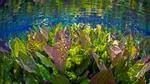 thumbnails/thumbnail_20220817-AquarioNatural_EN-US2602910599_UHD