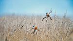 thumbnails/thumbnail_20220828-BeardedTit_EN-US6692547915_UHD