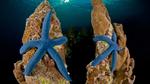 thumbnails/thumbnail_20220831-BlueLinckia_EN-US7078787133_UHD