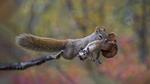 thumbnails/thumbnail_20220906-SquirrelMushroom_EN-US8955570535_UHD
