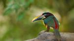 thumbnails/thumbnail_20220912-Aracari_EN-US6920359857_UHD